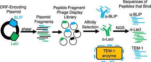 Palzkill Molecular Libraries 4