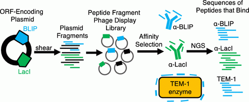 Palzkill Molecular Libraries 4