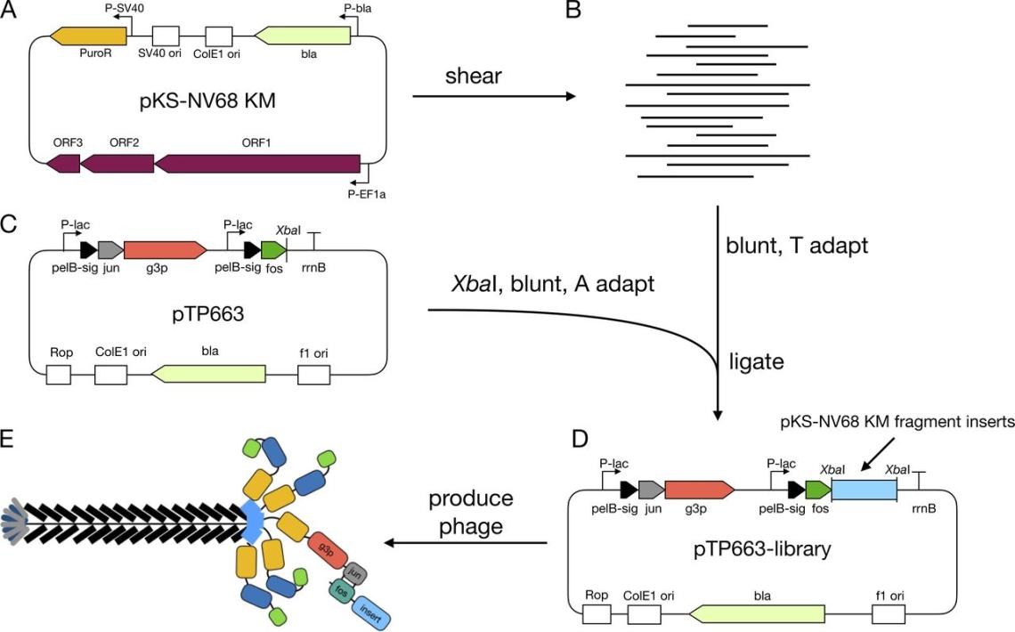 Palzkill Molecular Libraries 5