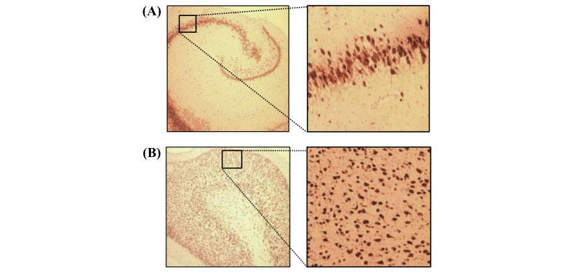 NeuN Staining from Zeiss microscope