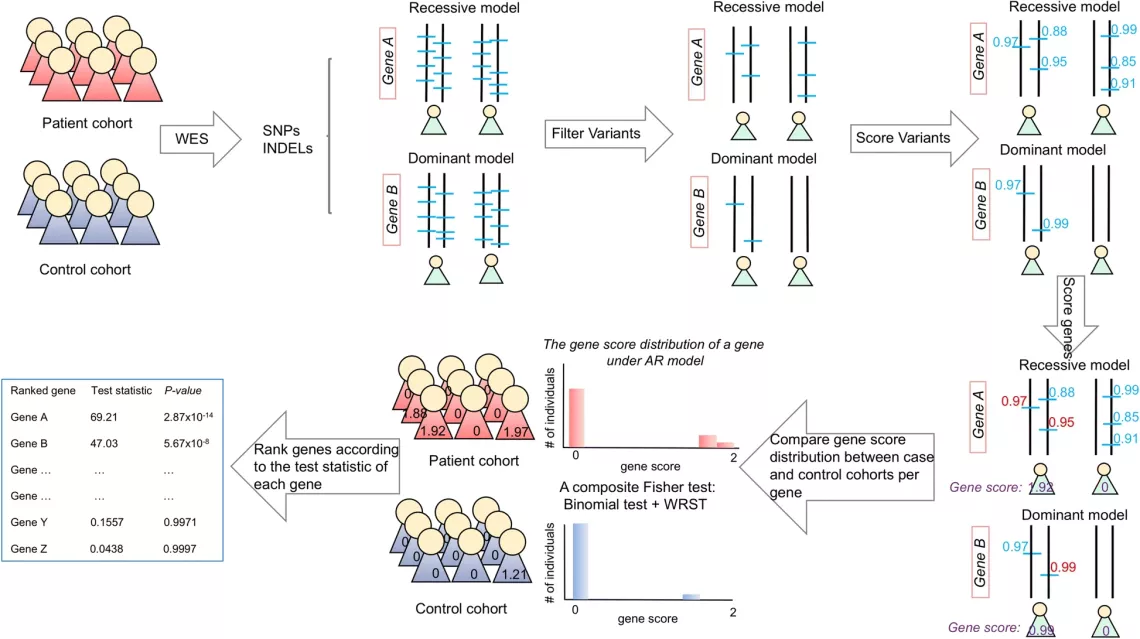 Gene Ranking, Identification and Prediction Tool
