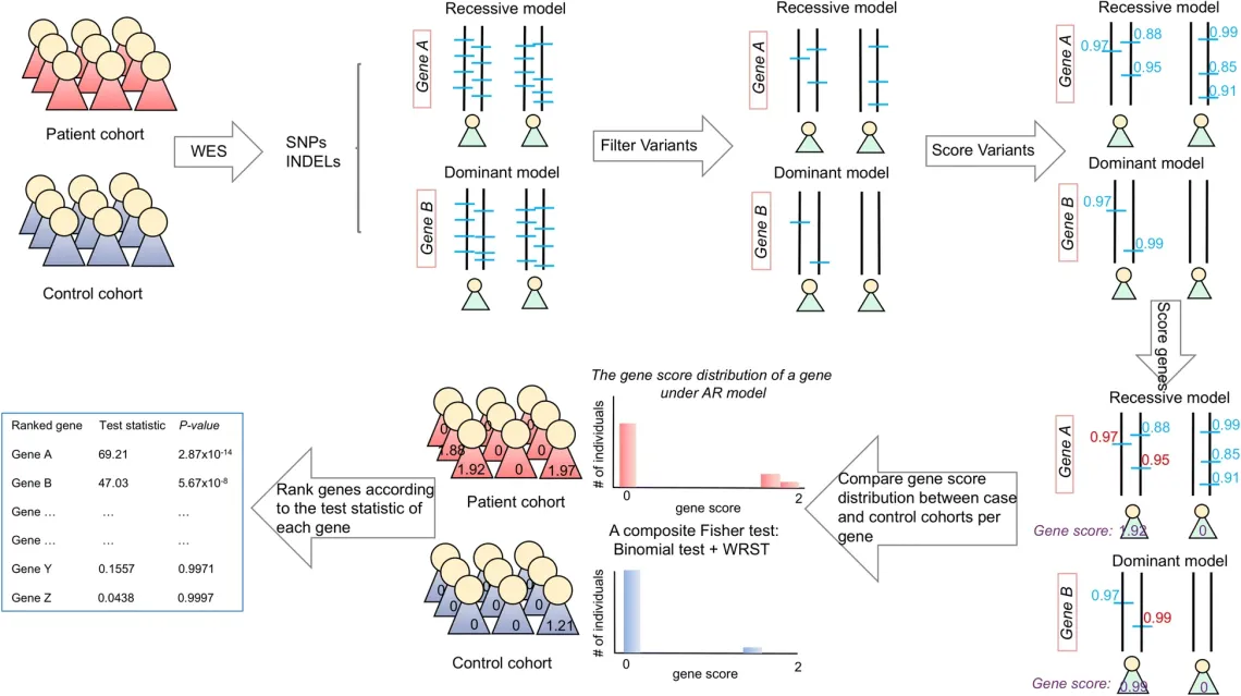 Gene Ranking, Identification and Prediction Tool