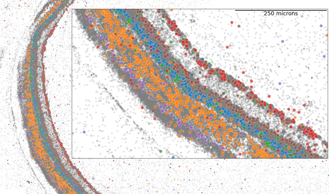  Spatial Atlas of Mouse Retina