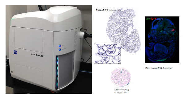 Zeiss AxioScan_Z1 whole slide scanner and examples of images generated using scanner. 