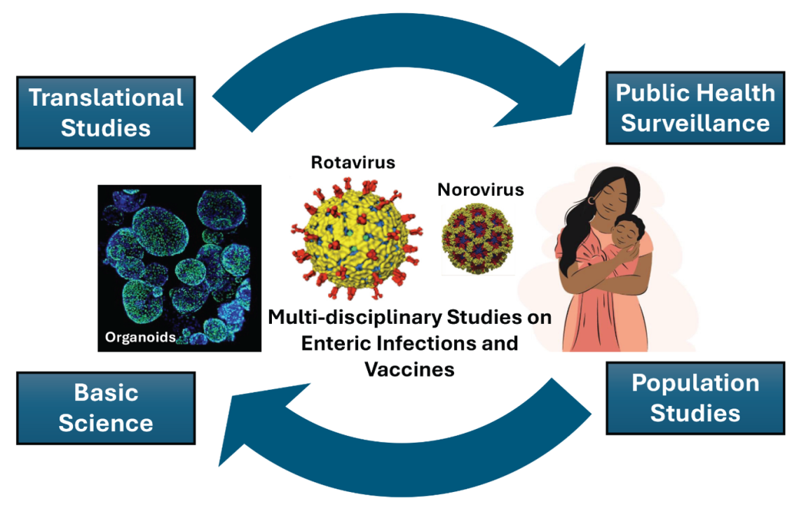 Ramani Lab Research Program: An integrated approach combining basic science, translational studies, population research, and public health surveillance to study rotavirus, norovirus, and other enteric viruses and their vaccines, using human intestinal organoid models and population studies to inform interventions that improve public health.