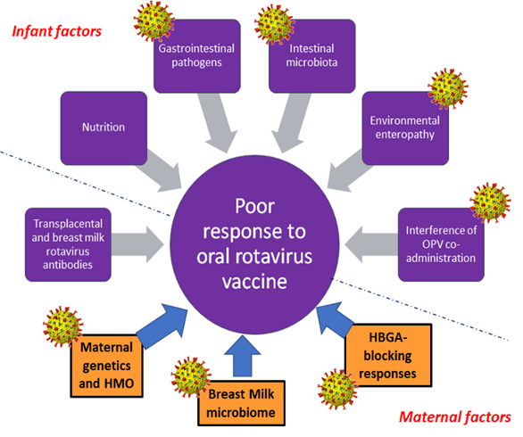 A number of infant and maternal factors influence the response to oral rotavirus vaccines. In orange boxes are factors that have been described through our work in the last decade. Factors currently being studied in our lab to understand and improve rotavirus vaccine response are highlighted using rotavirus particles.