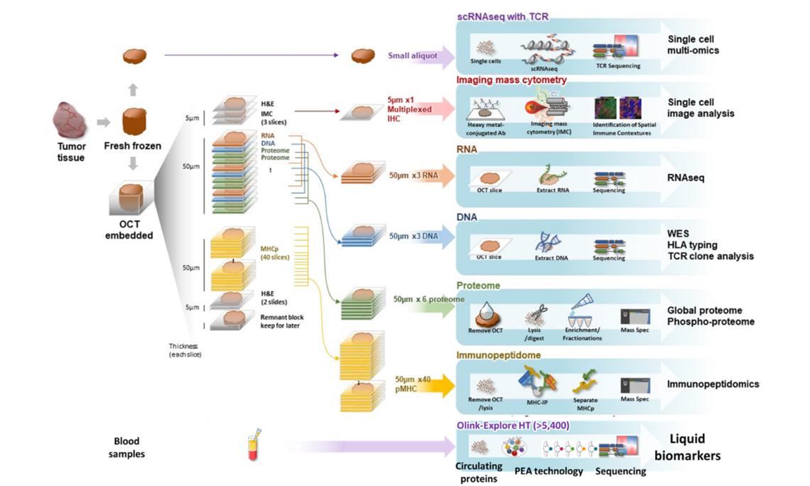 Systems Onco-Immunology Lab