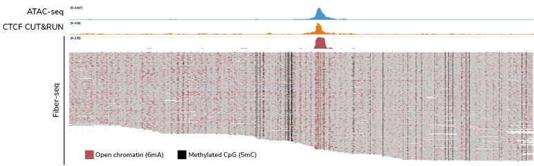 Fiber-seq for Genome-Wide Chromatin Accessibility Profiling