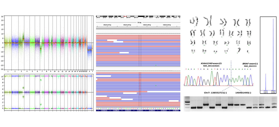 Molecular Genetics Fellowship chart