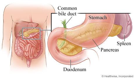 The pancreas is an oblong flattened gland, about six inches long, located deep in the abdomen, sandwiched between the stomach and the spine.
