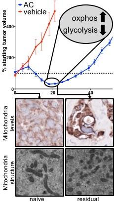 Mechanisms of mitochondrial plasticity in residual TNBCs