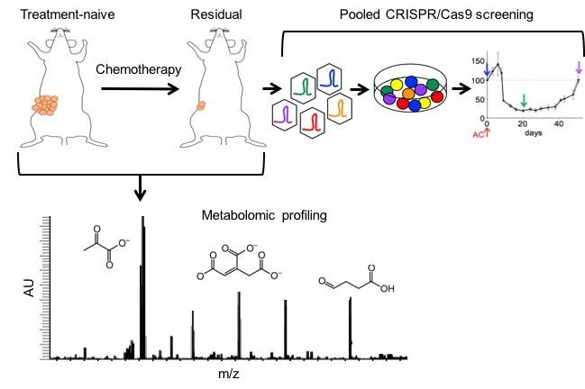 Metabolomics of tumor & immune cell populations & functional genomics to combat TNBC therapy resistance