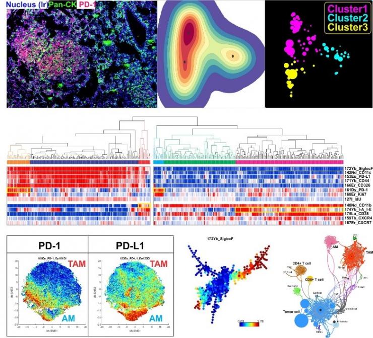 Multiple visualization tools to characterize the tumor-immune microenvironment
