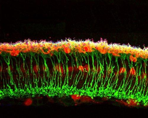 14wpkc647calb594dys488