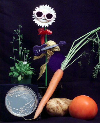 Bioavailability of Nutrients