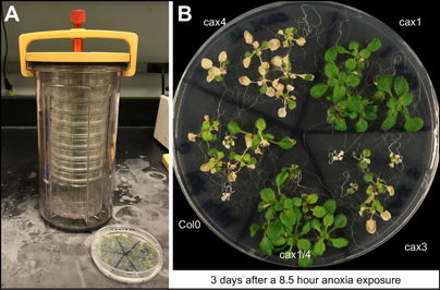 Plant Anoxia Tolerance