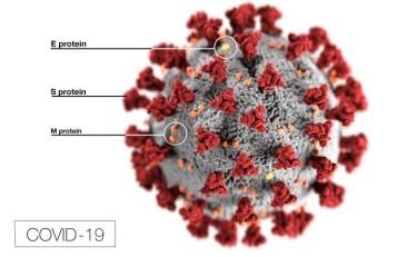 COVID-19 Virus Classification and Structure