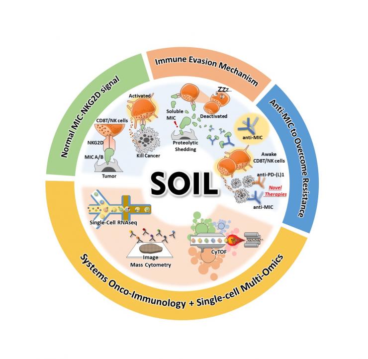 ole of anti-MIC (MHC Class I Chain-Related Protein) antibody in overcoming resistance to checkpoint immunotherapy by targeting MIC-NKG2D (a receptor on natural killer cells and cytotoxic T cells)