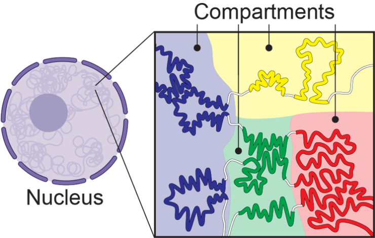 Compartments Illustration  - Eagen Lab