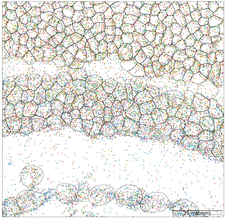 Spatial organization of mouse retina in MERFISH experiment.
