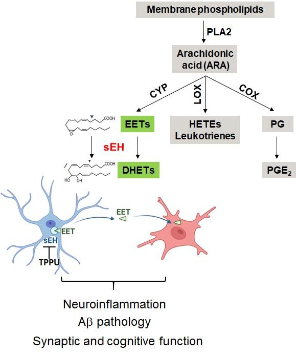 Sodium-epoxide-hydrolase