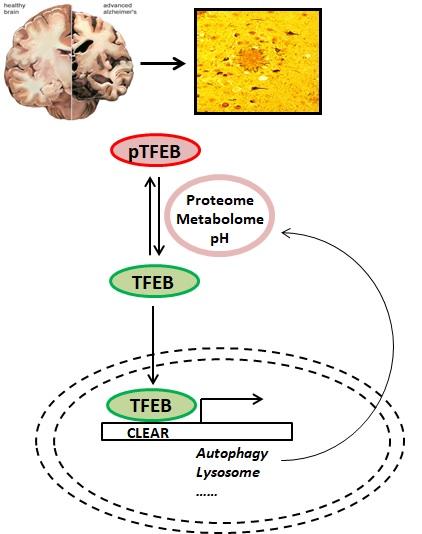 TFEB signaling 
