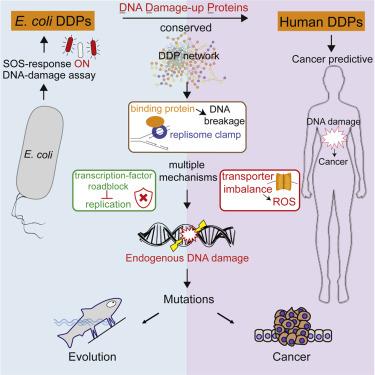 Photo of DNA Damage Up Proteins