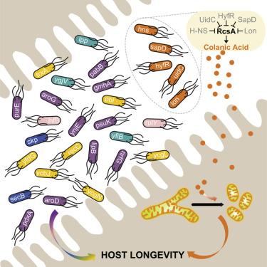 Photo of Herman Lab Host Longevity