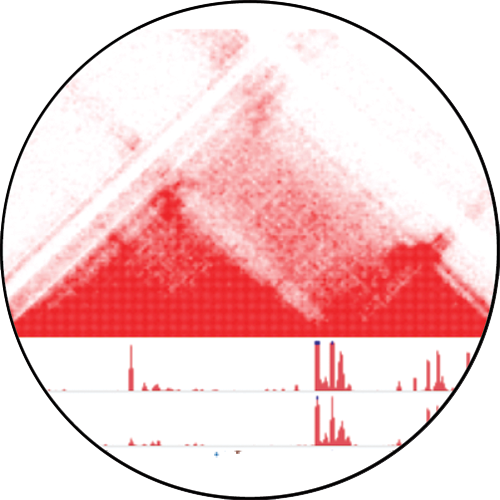 Photo of 3D brain cancer genome