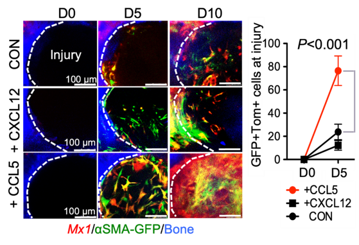 illustration of Novel tendon stem cells