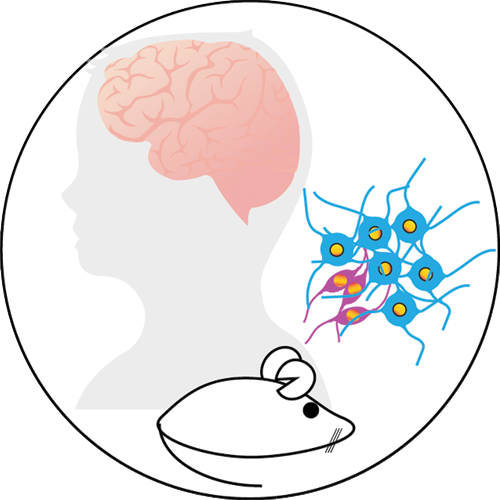 Illustration of a human bran and a rodent.