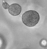 grey image of nasal organoids