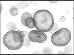 black and white vaginal organoids