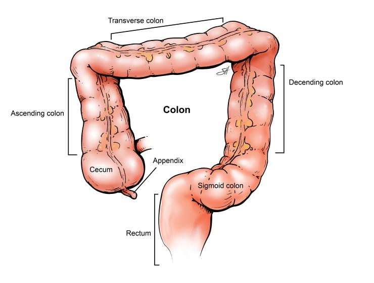 an illustration of the anatomy of a colon