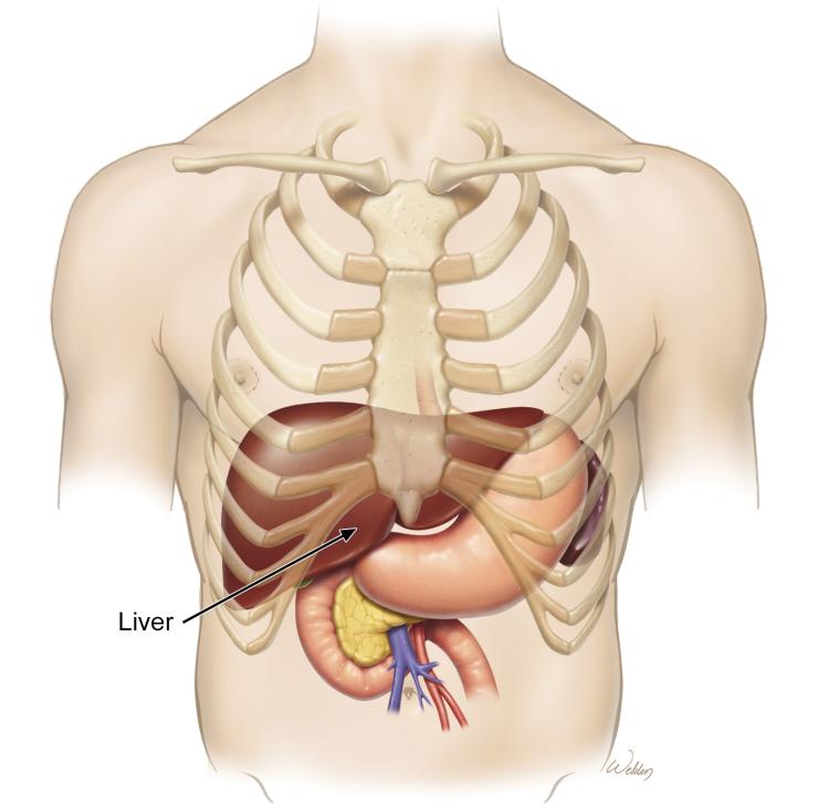 an illustration of an arrow pointing at a liver in the human torso