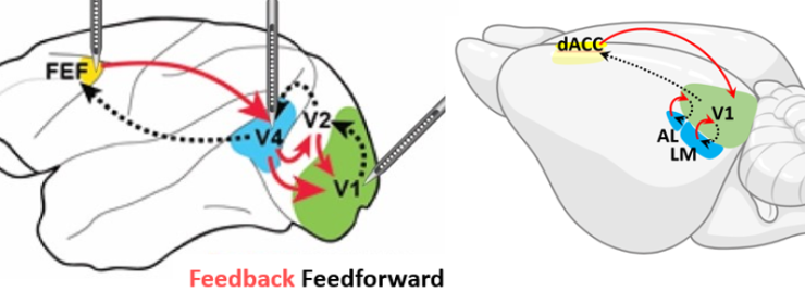 An illustration showing neural mechanisms of global arousal and selective attention across mice and monkeys