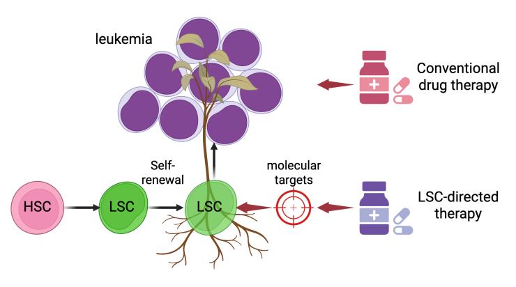 Illustration showing LSC-directed therapy effect on normal and leukemic blood cells