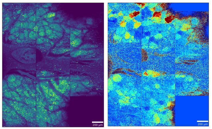 two-photon calcium imaging to record from large populations 