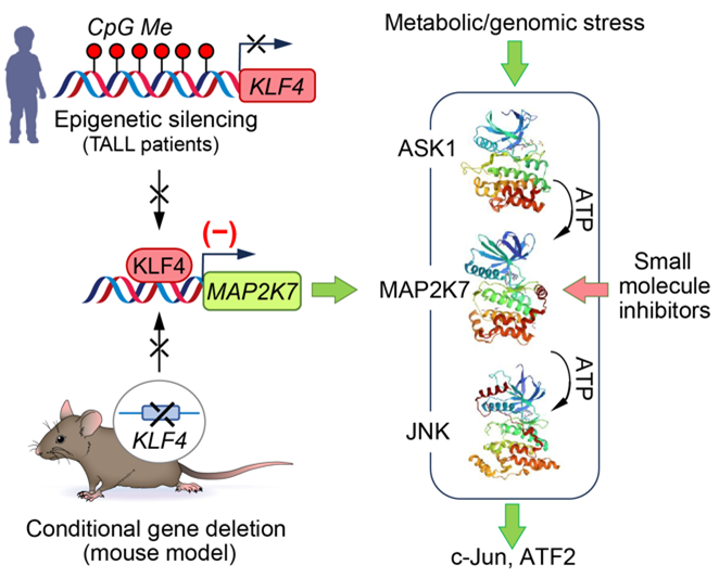 illustration showing Relapsed Pediatric Leukemia