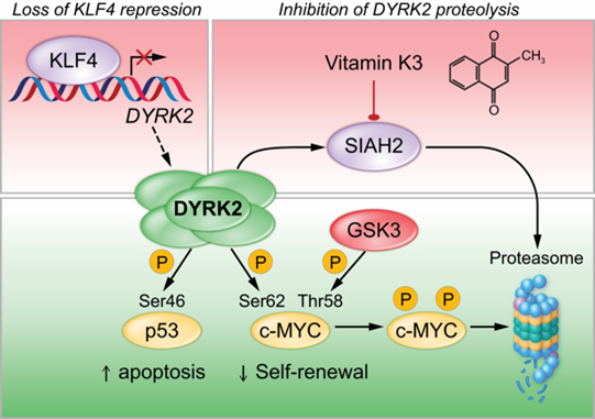 illustration showing Targeting Leukemic Stem Cells