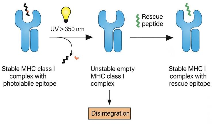 Diagram showing the transformation of an MHC class I complex. A stable complex with a photolabile epitope becomes unstable after UV exposure (>350 nm), leading to disintegration or stabilization with a rescue peptide.