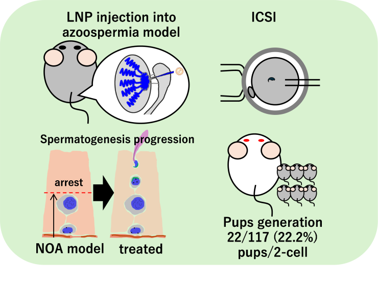 Treatment Strategy for Non-Obstructive Azoospermia (NOA) Model. mRNA was supplemented into the testes of NOA model mice using LNP, spermatogenesis was rescued, ICSI was performed with mature sperm, and healthy offspring were obtained.