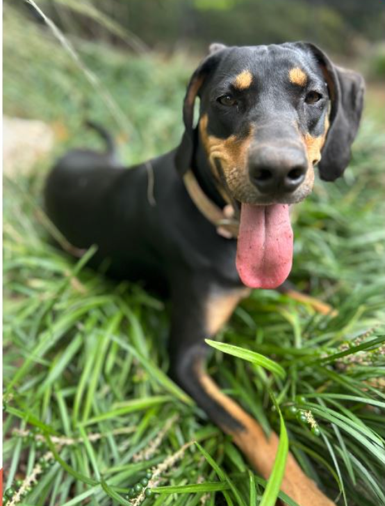 a coonhound dog laying in grass