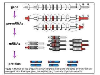 figure showing how human genes produce extensive transcriptome and proteome diversity