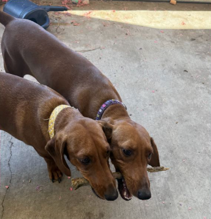 two brown, short haired dogs holding a stick