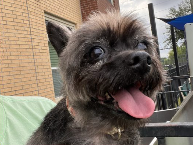 small, scruffy dog wwith it's tongue hanging out