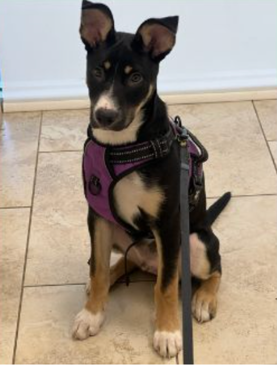 black, white, and brown dog
