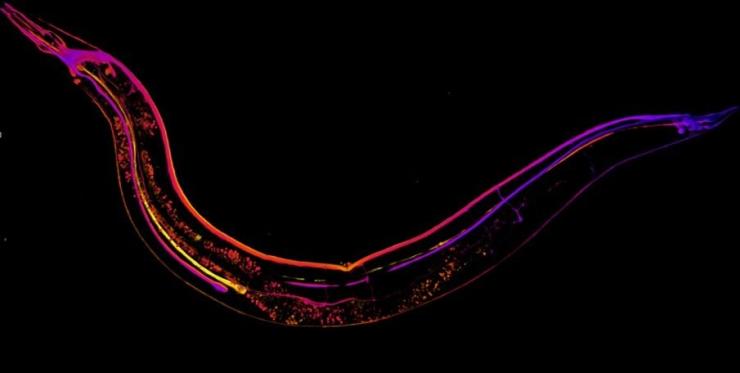 Depth-coded image of a C. elegans strain expressing a fluorescently tagged alpha-tubulin that is expressed in a subset of neurons