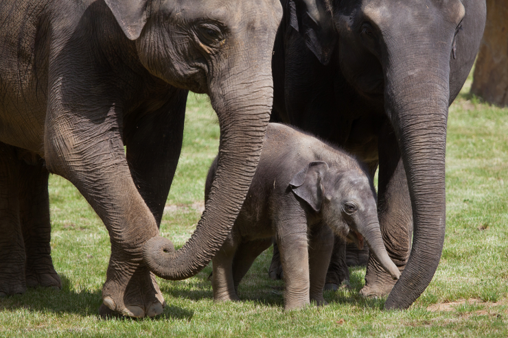 Crowdfunding initiative will raise funds for the design and generation of an effective vaccine for Elephant Endotheliotropic Herpesvirus.