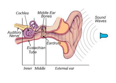Anatomy of the Ear